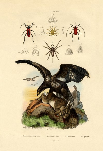 Water Spider by French School